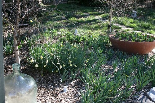 Daffodil Bulbs